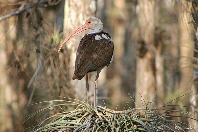 Ibis